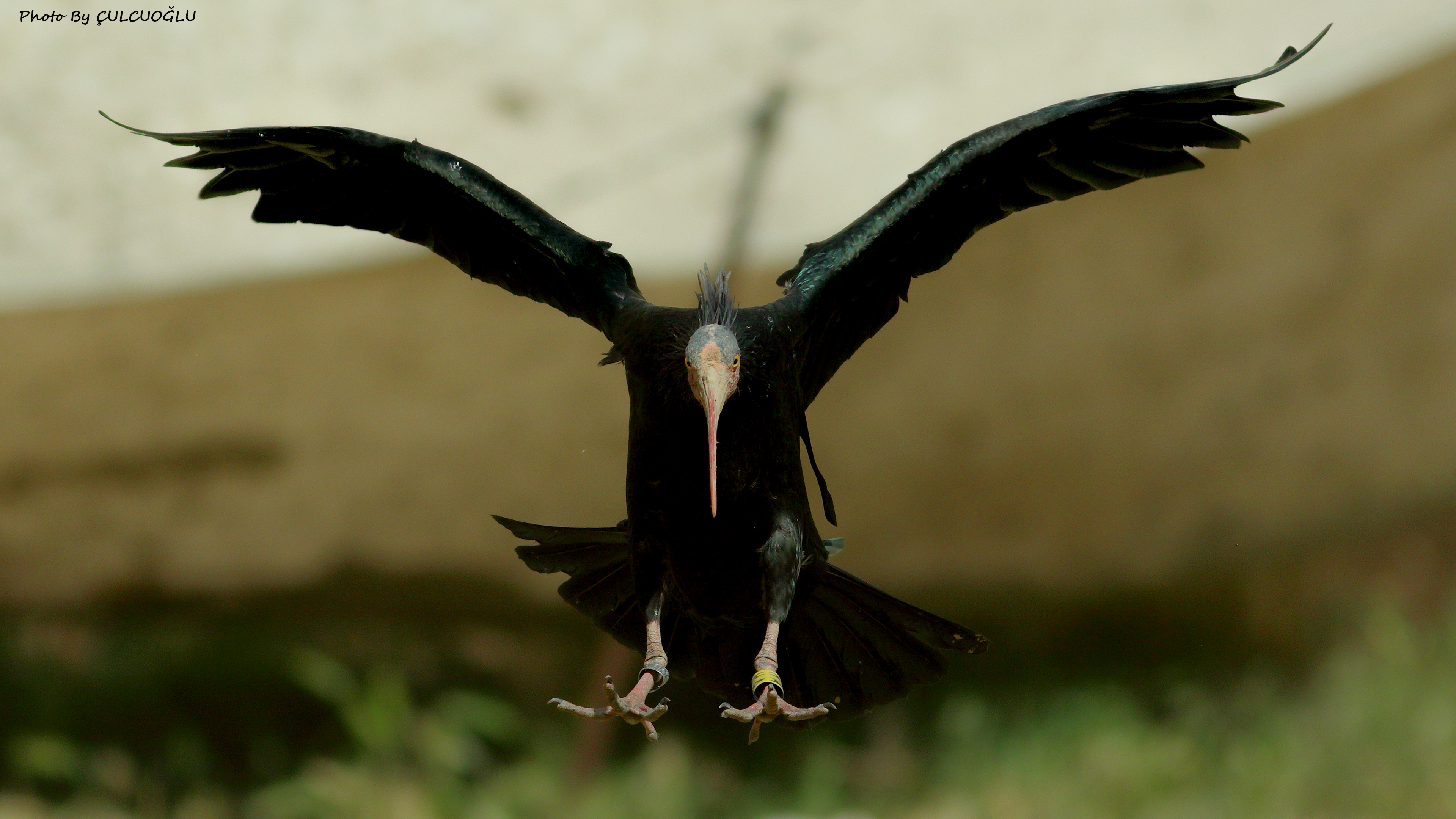 Northern Bald Ibis